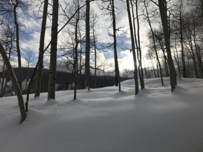 Aspens silhouetted against deep, drifting snow.