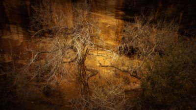 The bleached bones of an old cottonwood tree stand against a varnished desert wall.