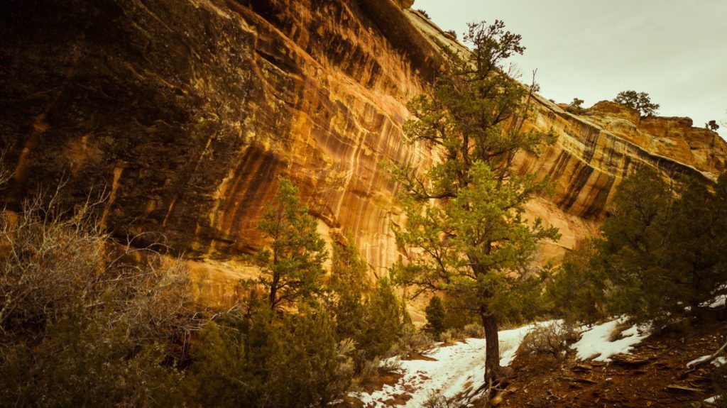 A Pinyon stands out against a varnished wall of Rough Canyon