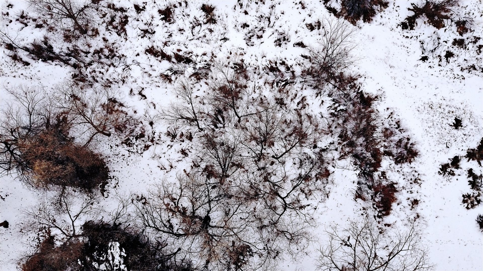 Snow and trees.