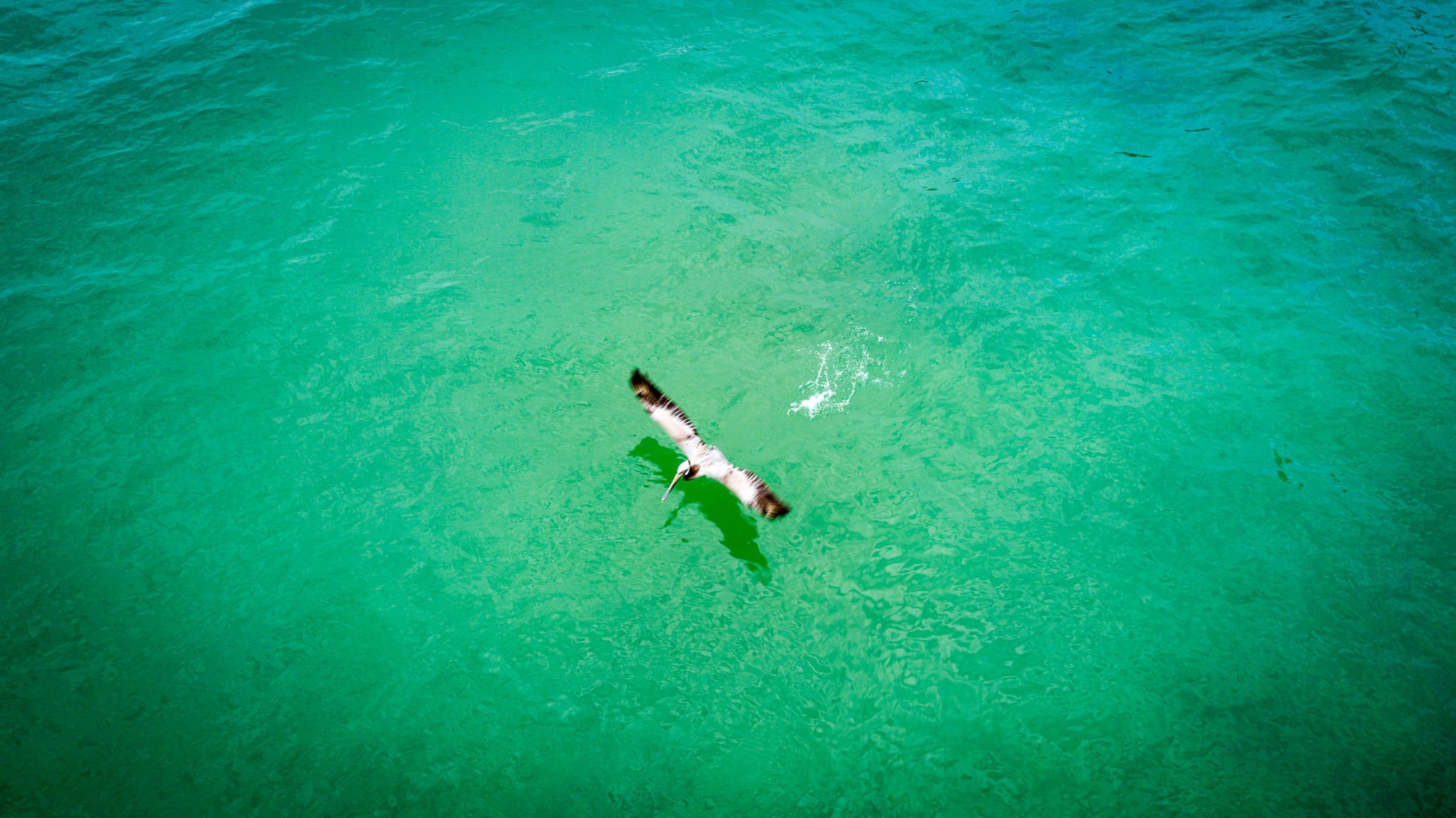 A Brown Pelican takes off over a turquoise Pacific Ocean.