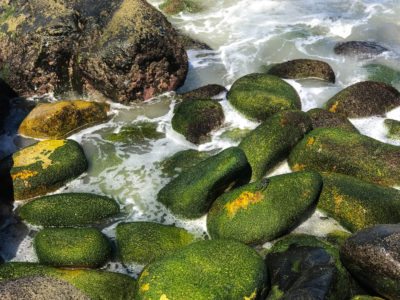 Algae covered rocks are bathed with sea water from the Pacific ocean on the Mexican coast.