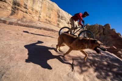 Tula the dog starts her jump off the slab section on the Horsethief Bench trail.